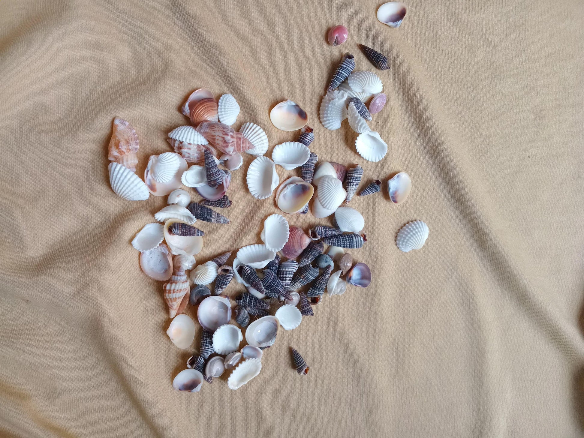 Seal Shell - Shyamresinstore