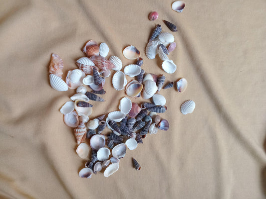 Seal Shell - Shyamresinstore